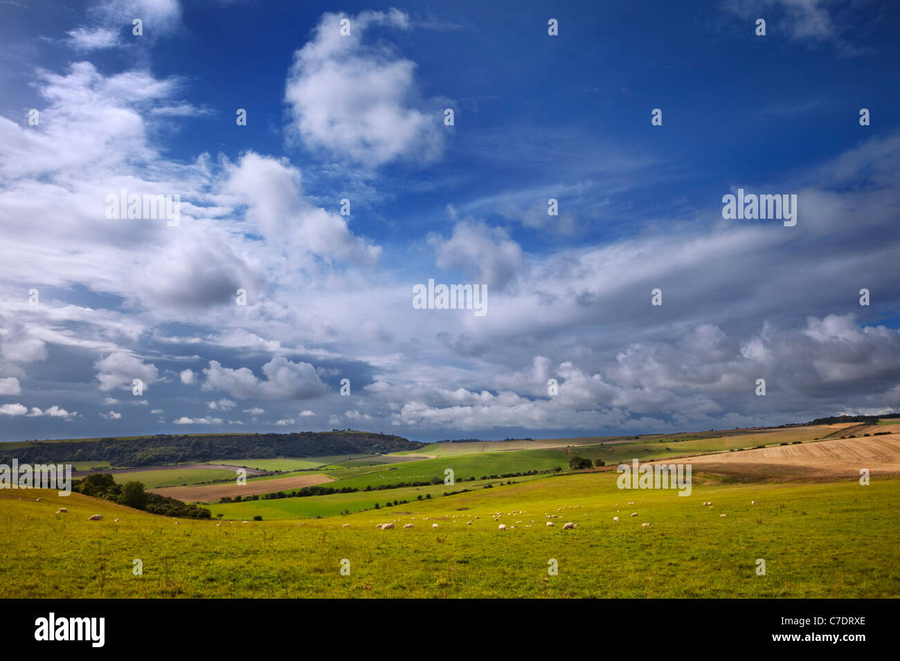 Pecore sul South Downs vicino a Worthing Sussex, Inghilterra. Foto Stock