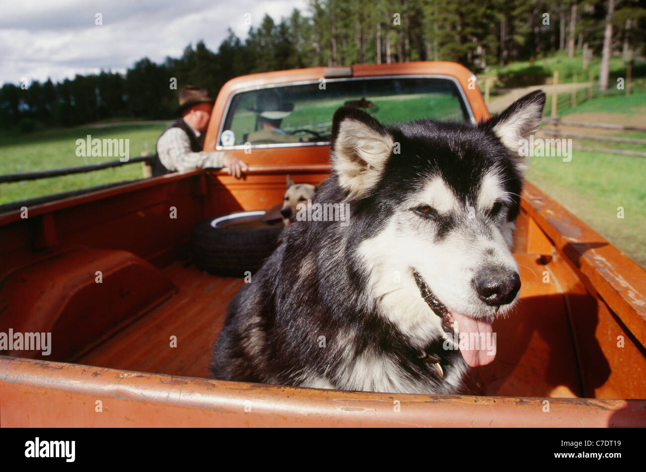 Due cani in pickup truck Bed, Dakota del Sud, STATI UNITI D'AMERICA Foto Stock