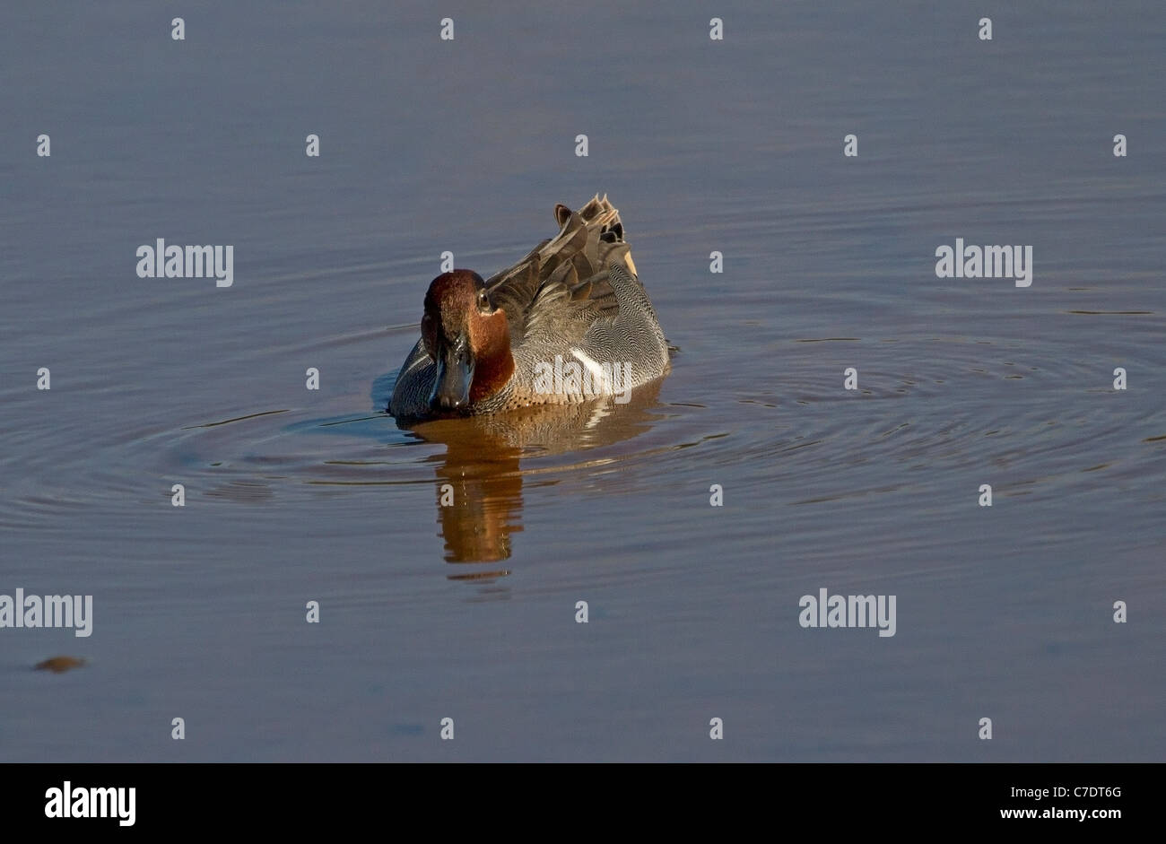 Verde Alzavola alato (Anas crecca) Foto Stock