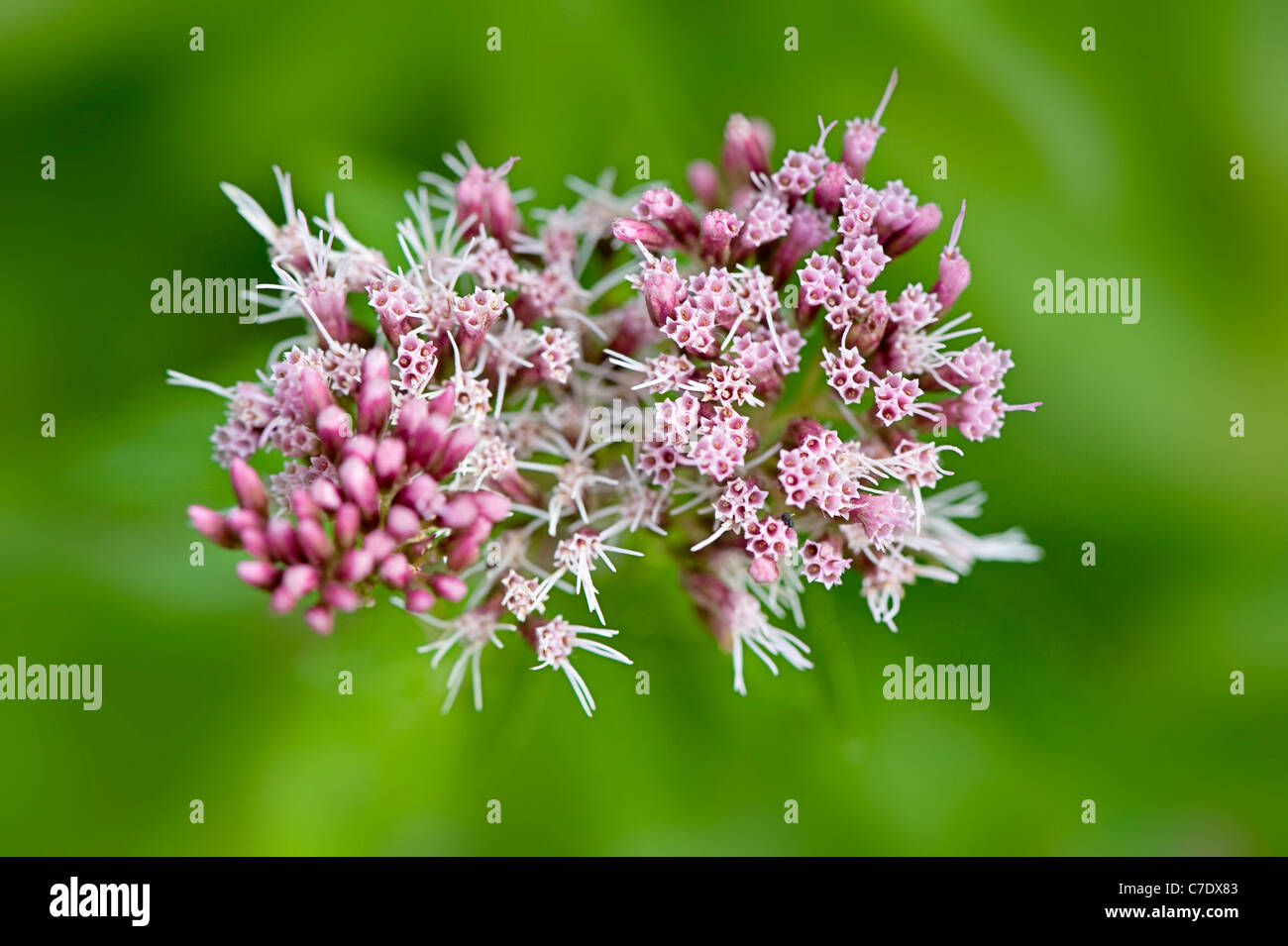 Close-up, macro immagine dei delicati fiori di colore rosa di Eupatorium cannabinum comunemente noto come canapa agrimonia o corda di santo. Foto Stock