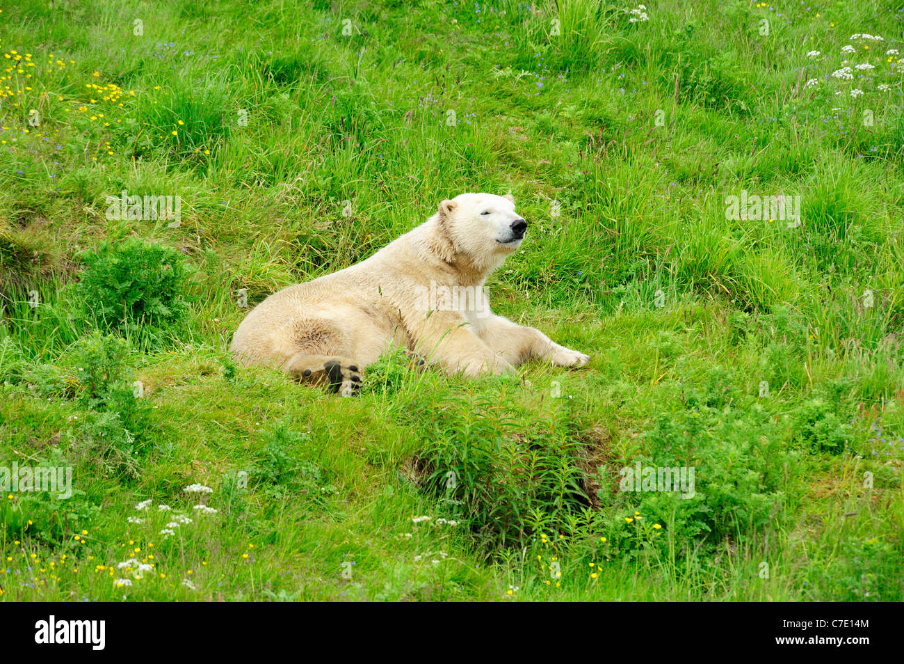 Walter l'orso polare (Ursus maritimus) a Highland Wildlife Park, Kincraig, Kingussie, Scotland, Regno Unito Foto Stock