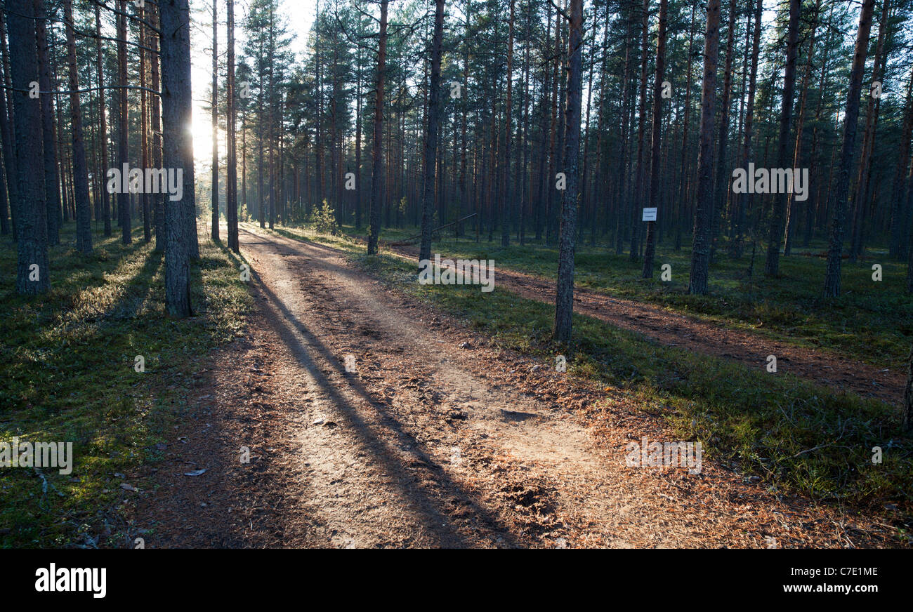 Strada forestale vuota alla brughiera / foresta di taiga conifera al tramonto, Finlandia Foto Stock