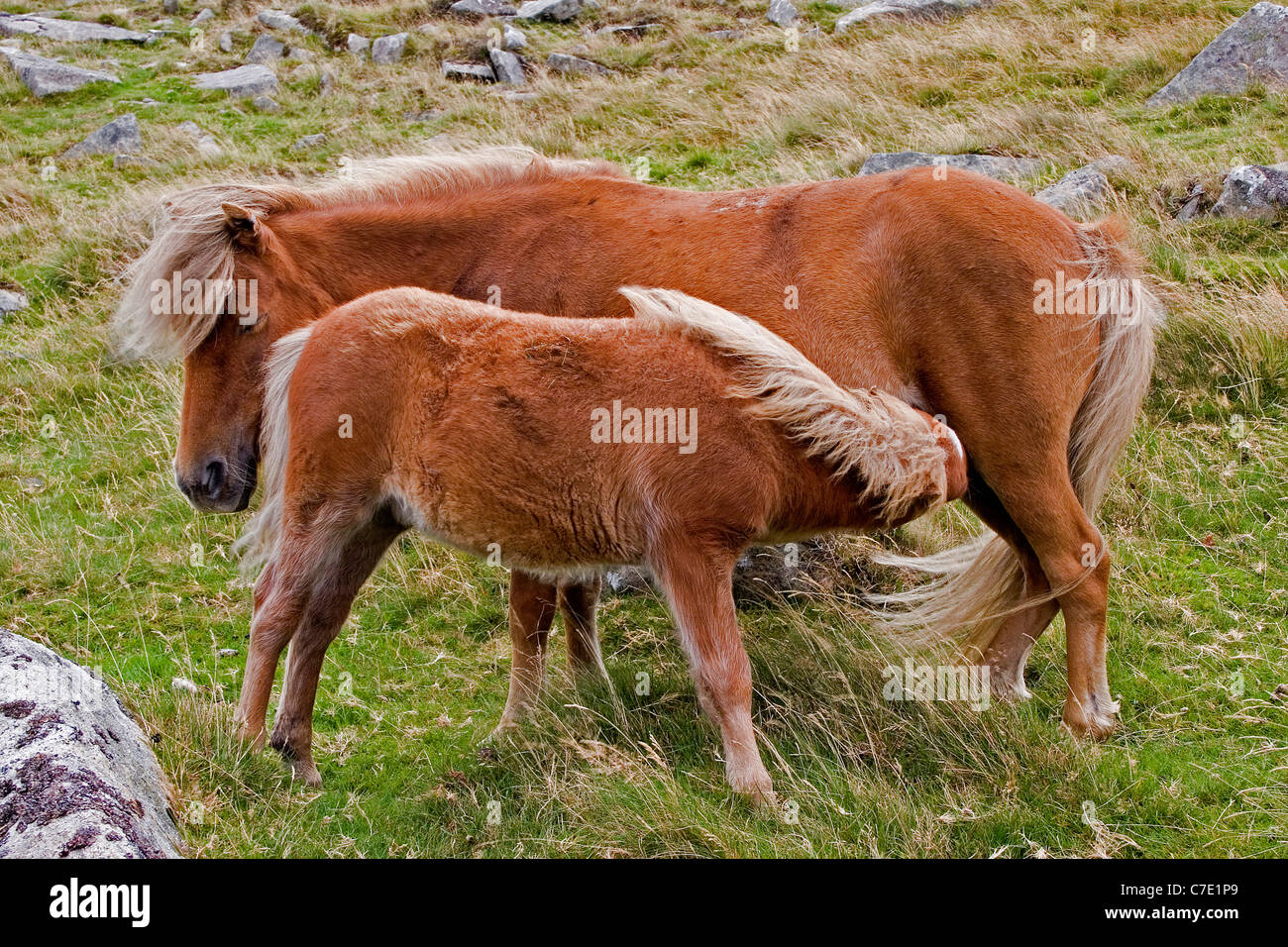 Dartmoor pony e puledro Foto Stock