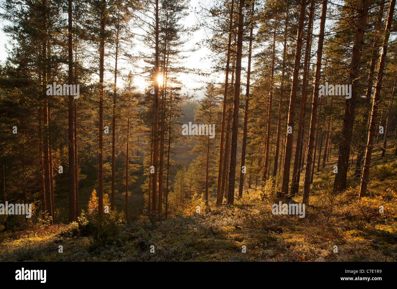 Pino giovane ( pinus sylvestris ) brughiera / foresta di taiga conifera che cresce su un crinale secco , Finlandia Foto Stock