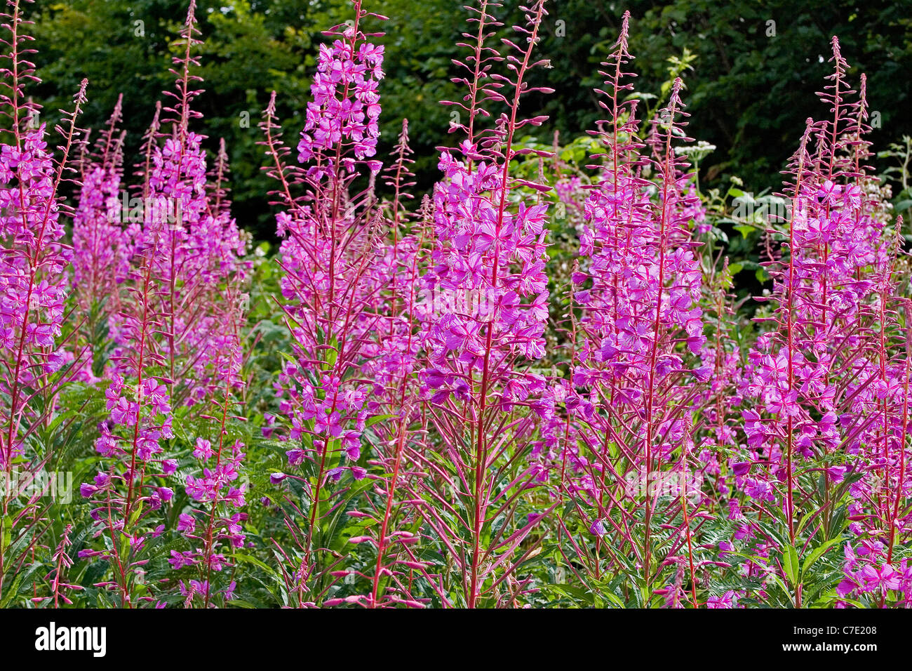 Rosebay willow herb chamerion angustifolium Devon UK Foto Stock