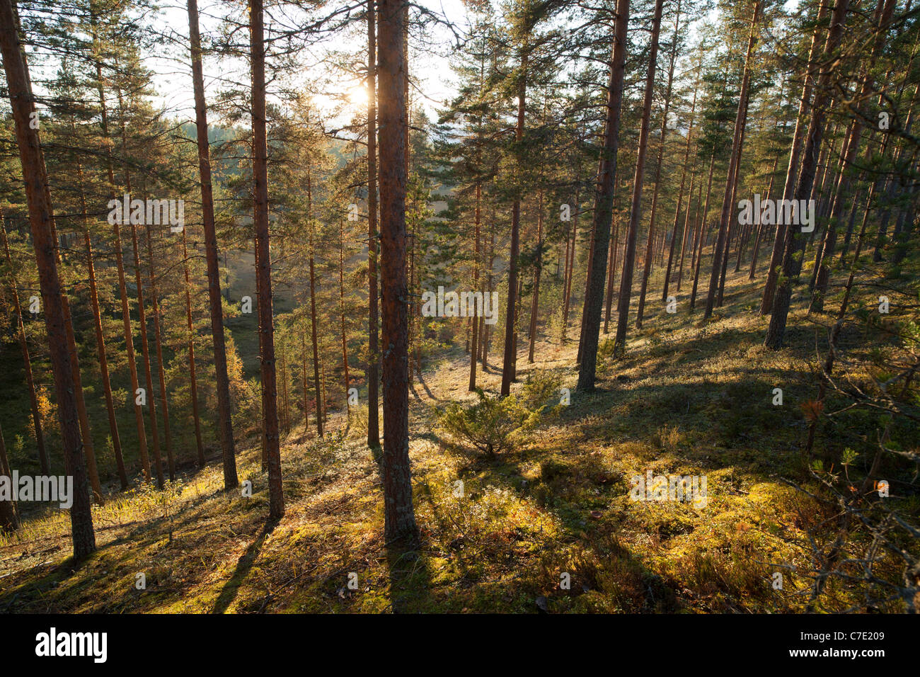 Pino giovane ( pinus sylvestris ) brughiera / foresta di taiga conifera che cresce su un crinale secco , Finlandia Foto Stock