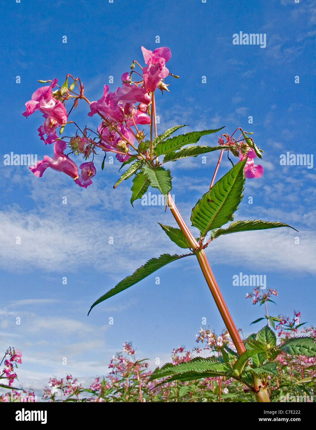 L'Himalayan Balsamina Impatiens glandulifera Devon UK Foto Stock