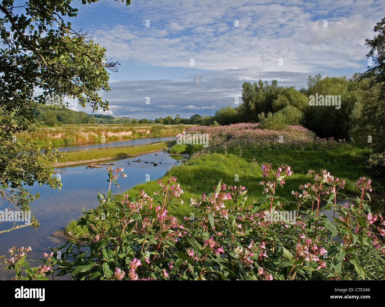 L'Himalayan Balsamina Impatiens glandulifera Devon UK Foto Stock