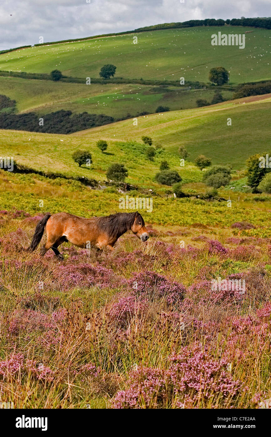 Exmoor pony muovendosi attraverso heather Exmoor Devon UK Foto Stock