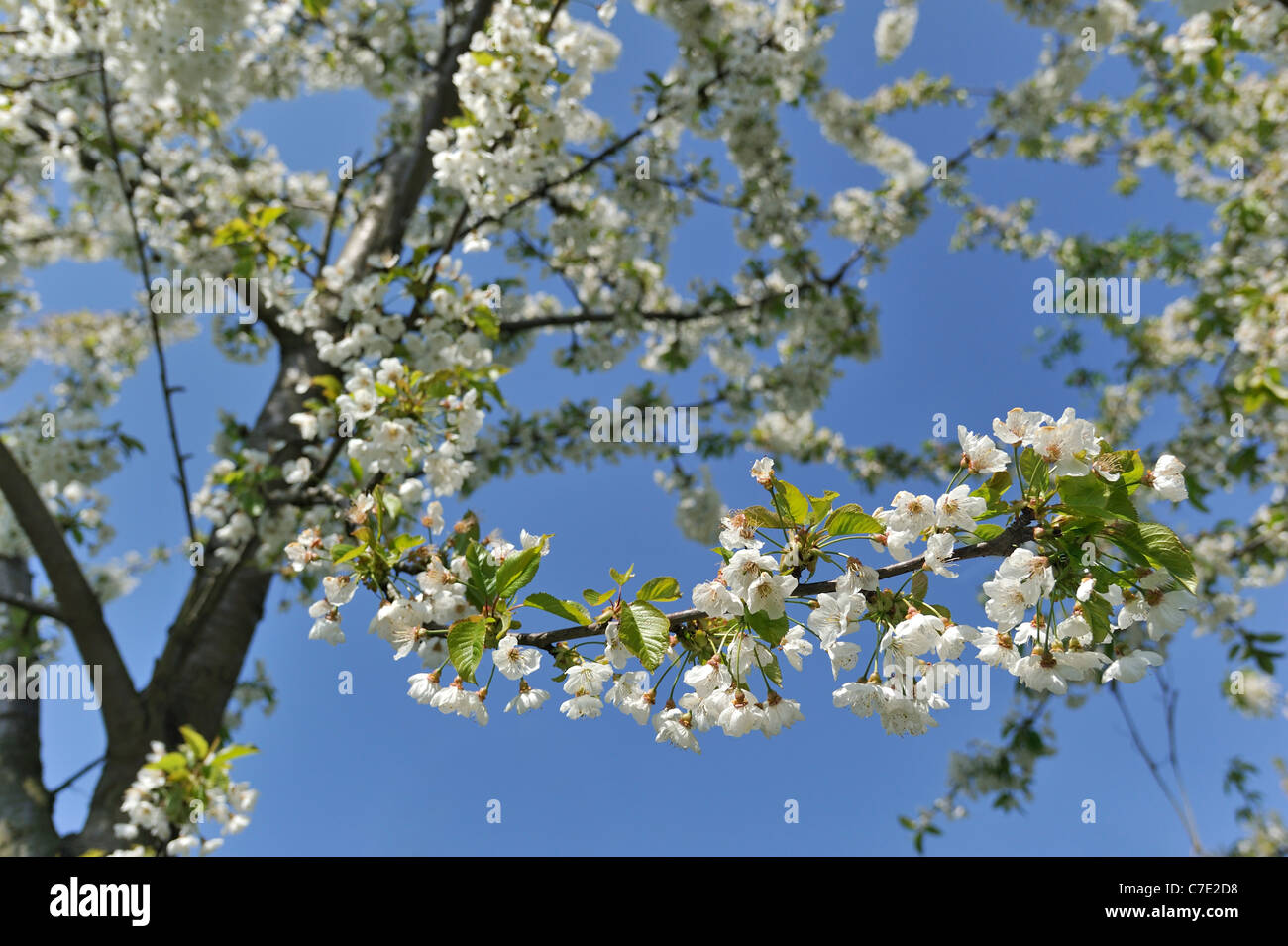 Close-up di melo fioritura in frutteto in primavera, Hesbaye, Belgio Foto Stock