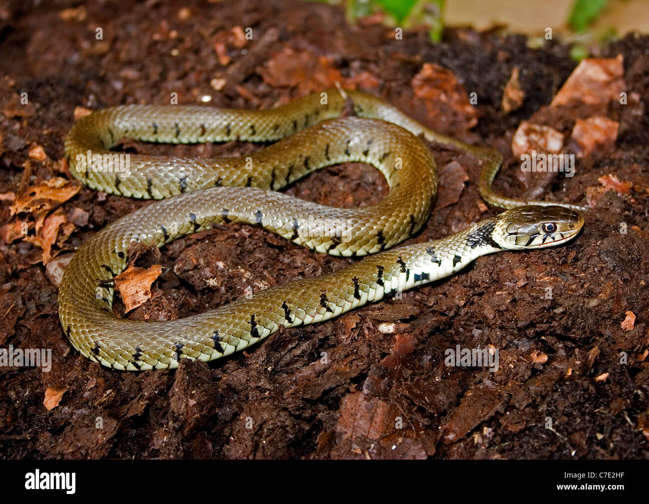 Biscia natrix natrix Devon UK Foto Stock