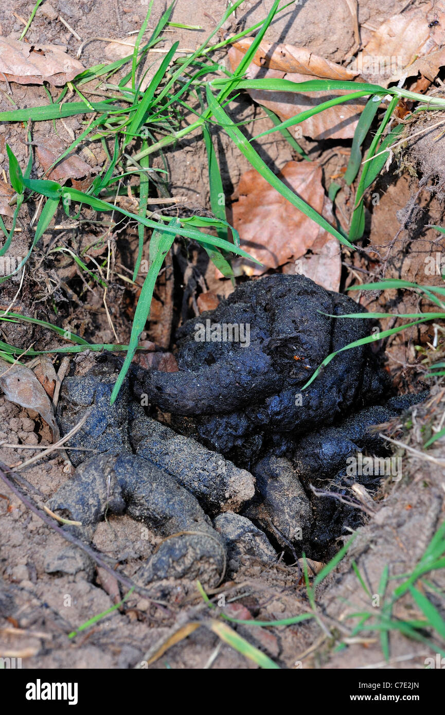 Europea (Badger Meles meles) pollina a latrina nella foresta Foto Stock
