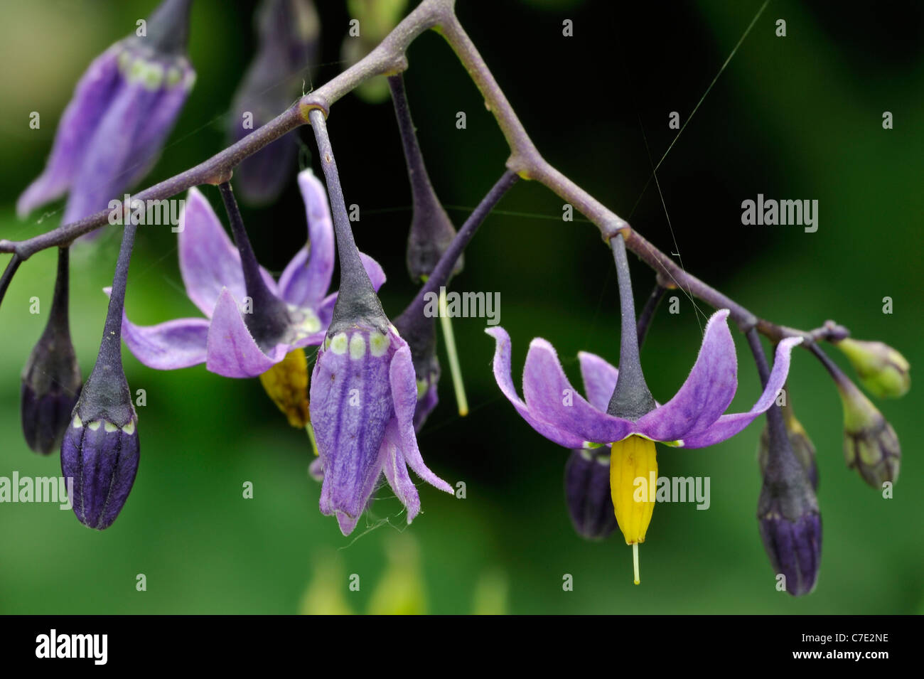 Bittersweet nightshade / bitter nightshade / blu centinodia / viola / bloom woody nightshade (Solanum dulcamara) in fiore, REGNO UNITO Foto Stock