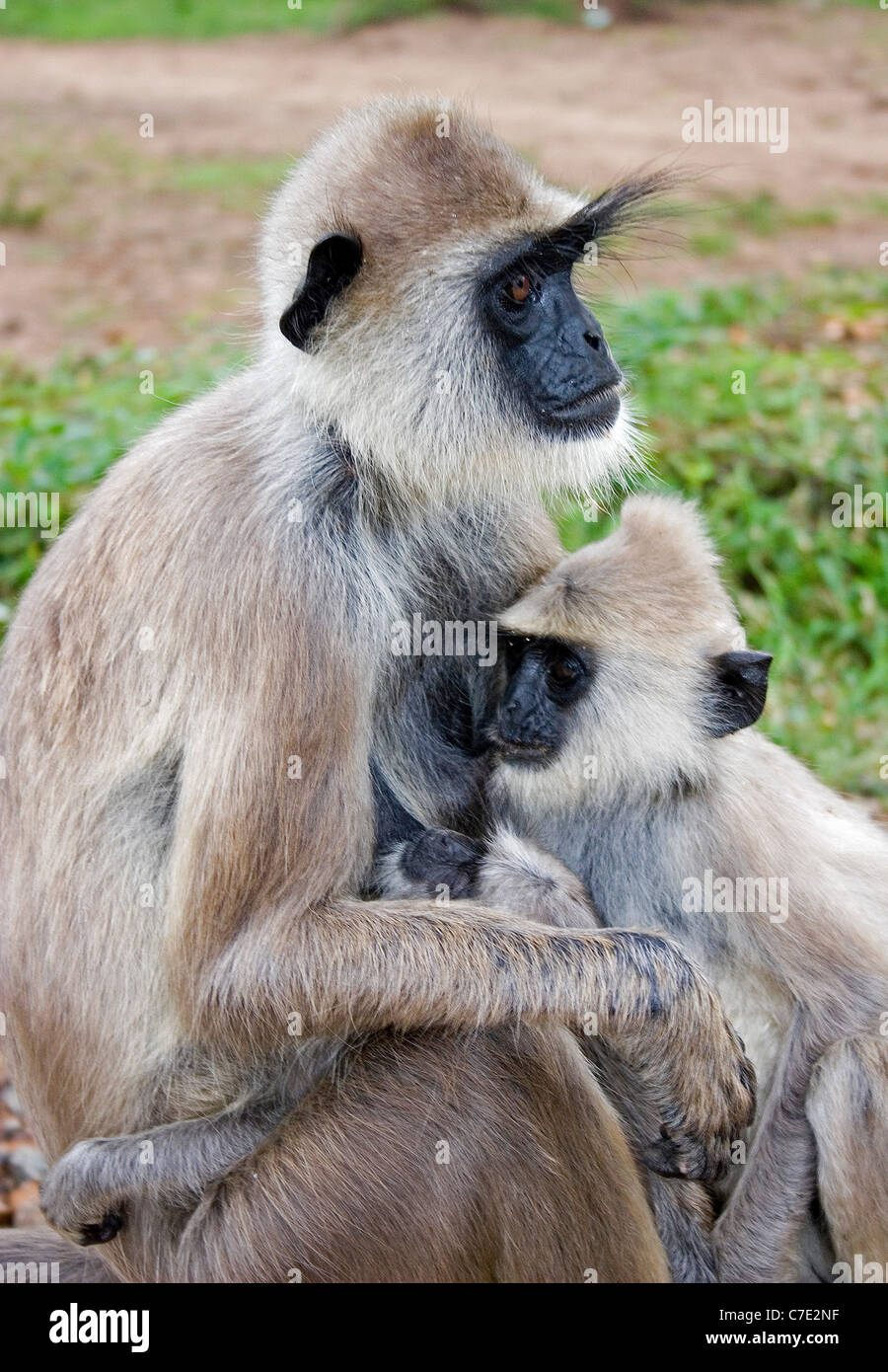 Langur monkey semnopithecus entellus Sri Lanka Foto Stock