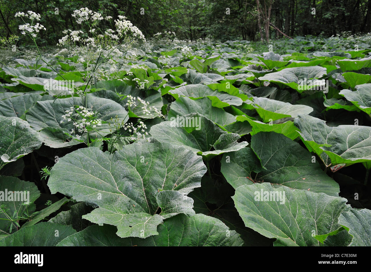 Comuni / butterbur Bog rabarbaro / Devil's hat (Petasites hybridus) e foglie di prezzemolo vacca (Anthriscus sylvestris) in fiore Foto Stock