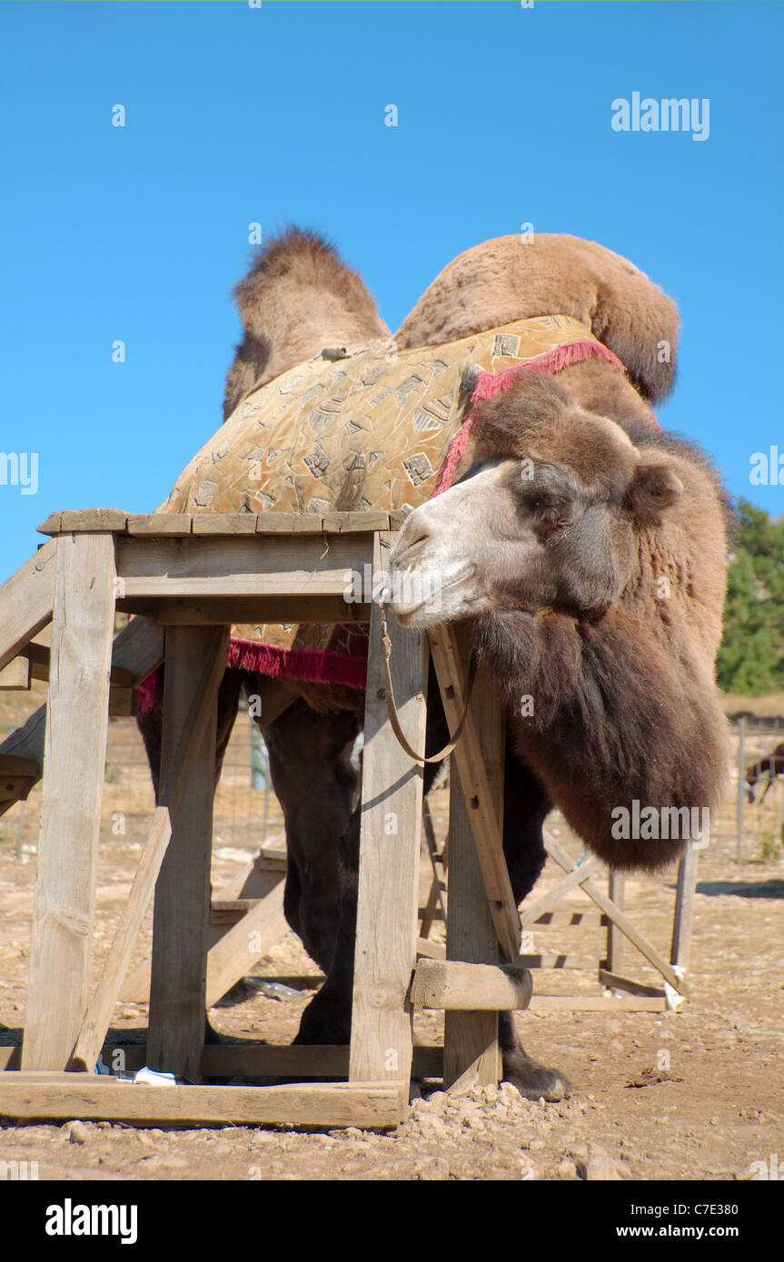 Bactrian camel (Camelus bactrianus) Crimea, Ucraina, Europa orientale Foto Stock