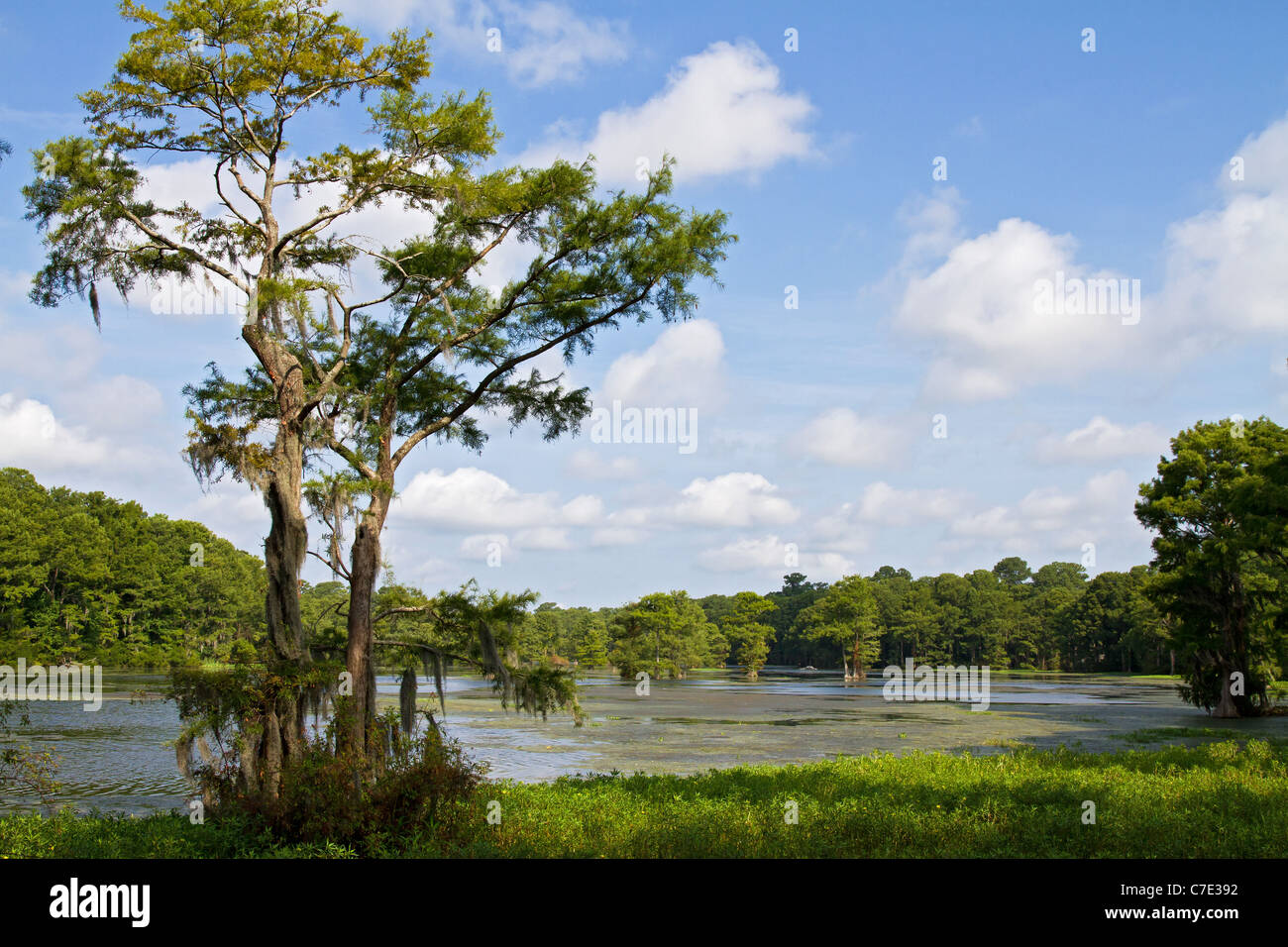 Greenfield Lago, Wilmington, Carolina del Nord Foto Stock