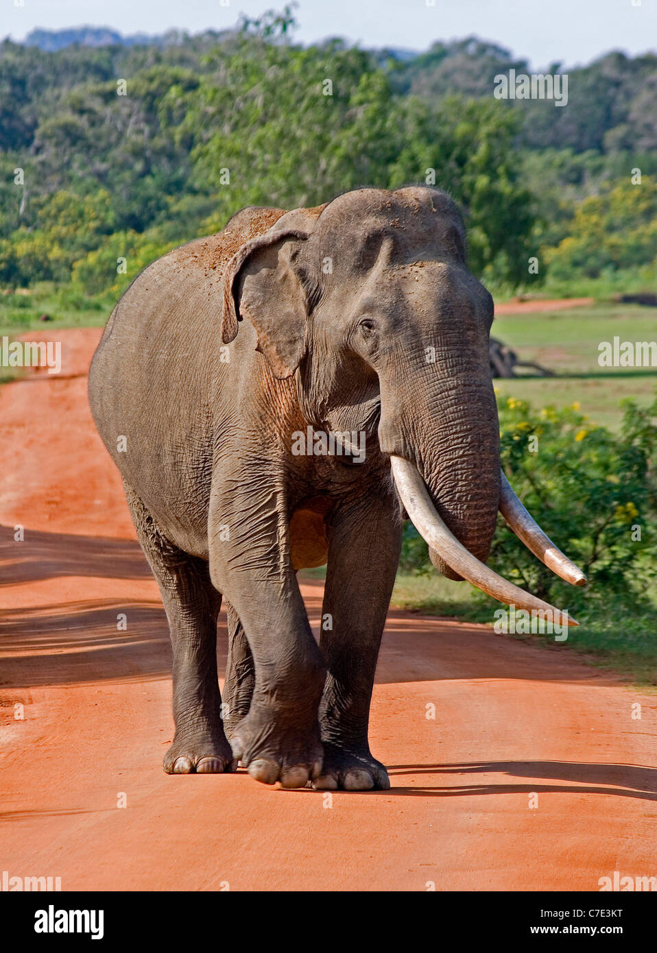Elefante asiatico Elephas maximus maximus Sri Lanka Foto Stock