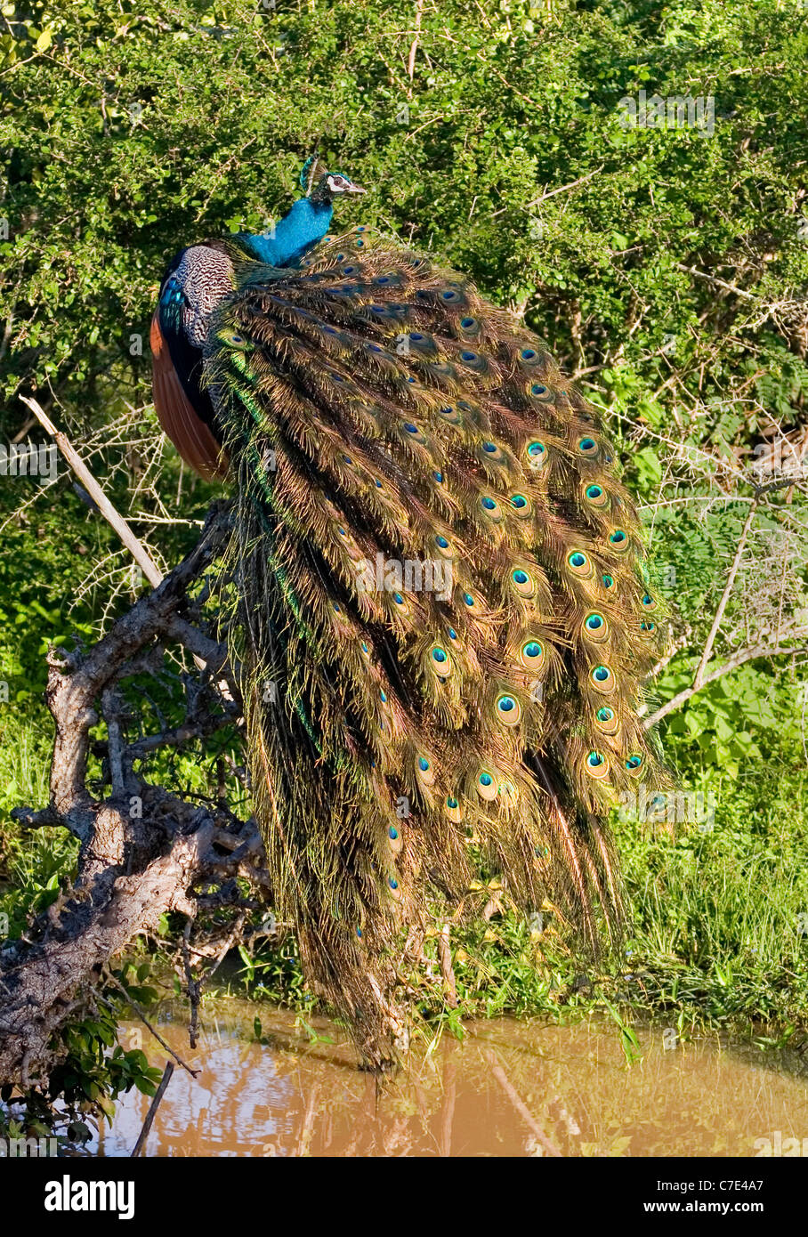 Peafowl pavo cristatus Sri Lanka Foto Stock