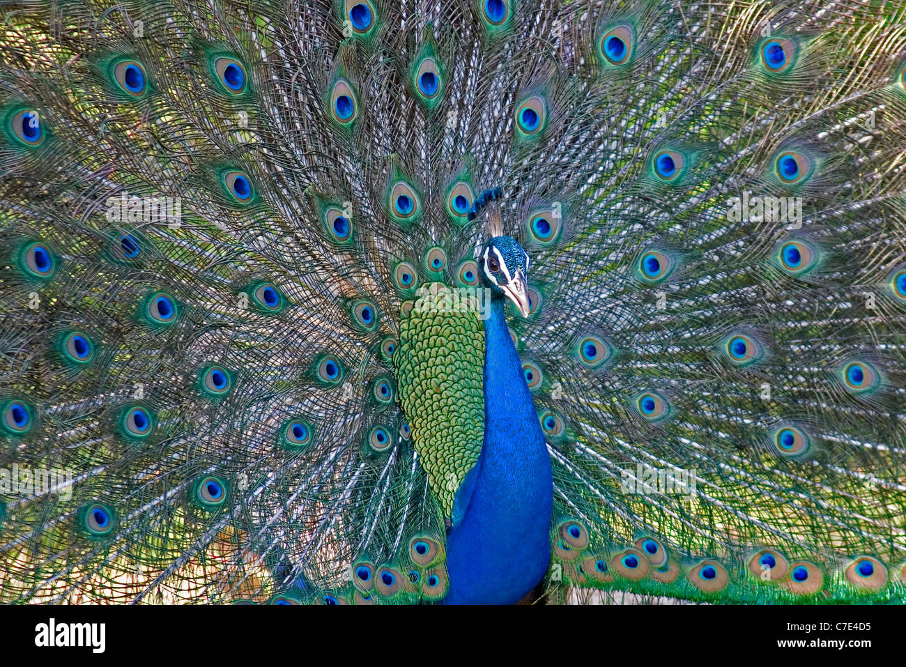 Peafowl pavo cristatus Sri Lanka Foto Stock