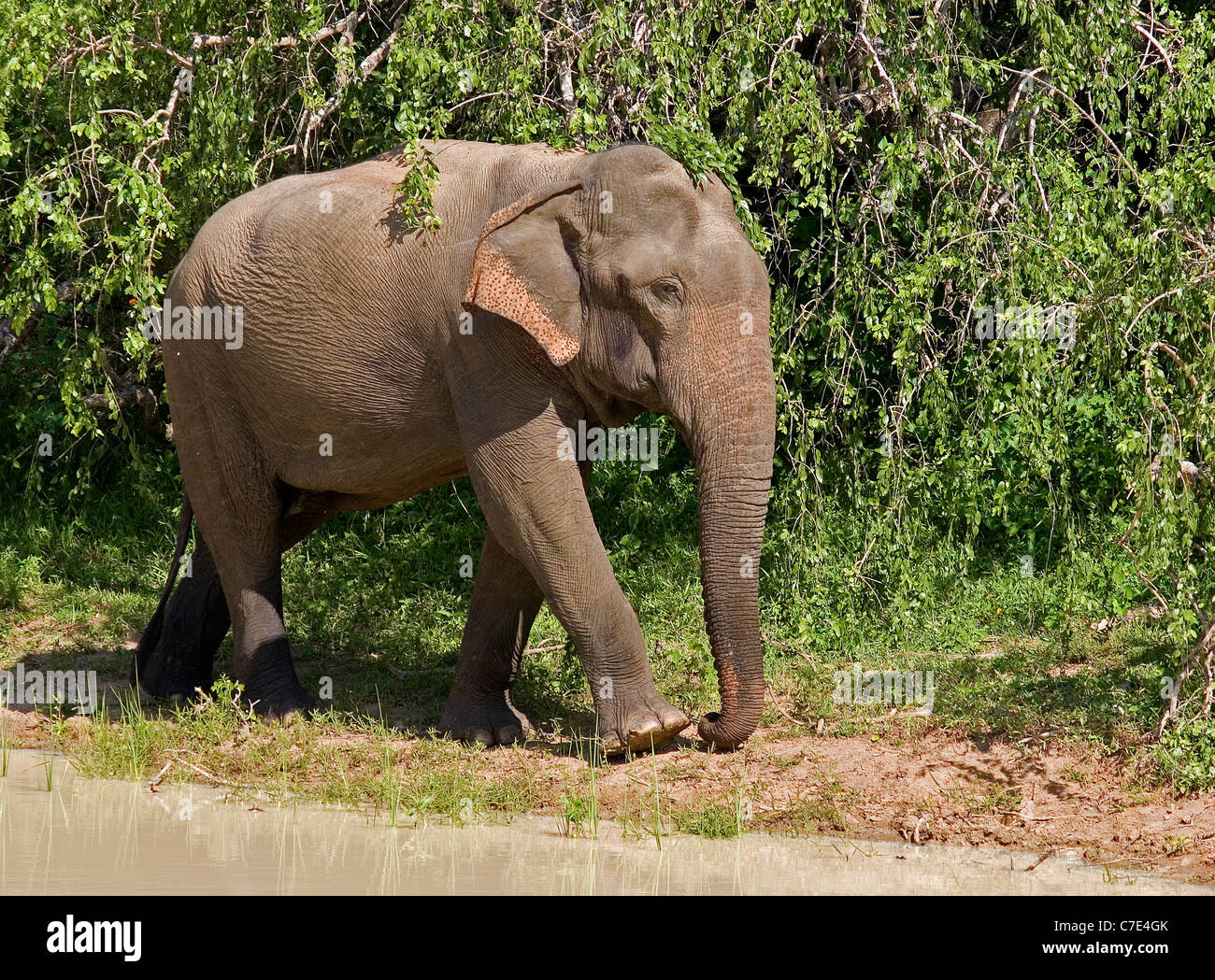 Elefante asiatico Elephas maximus maximus Sri Lanka Foto Stock