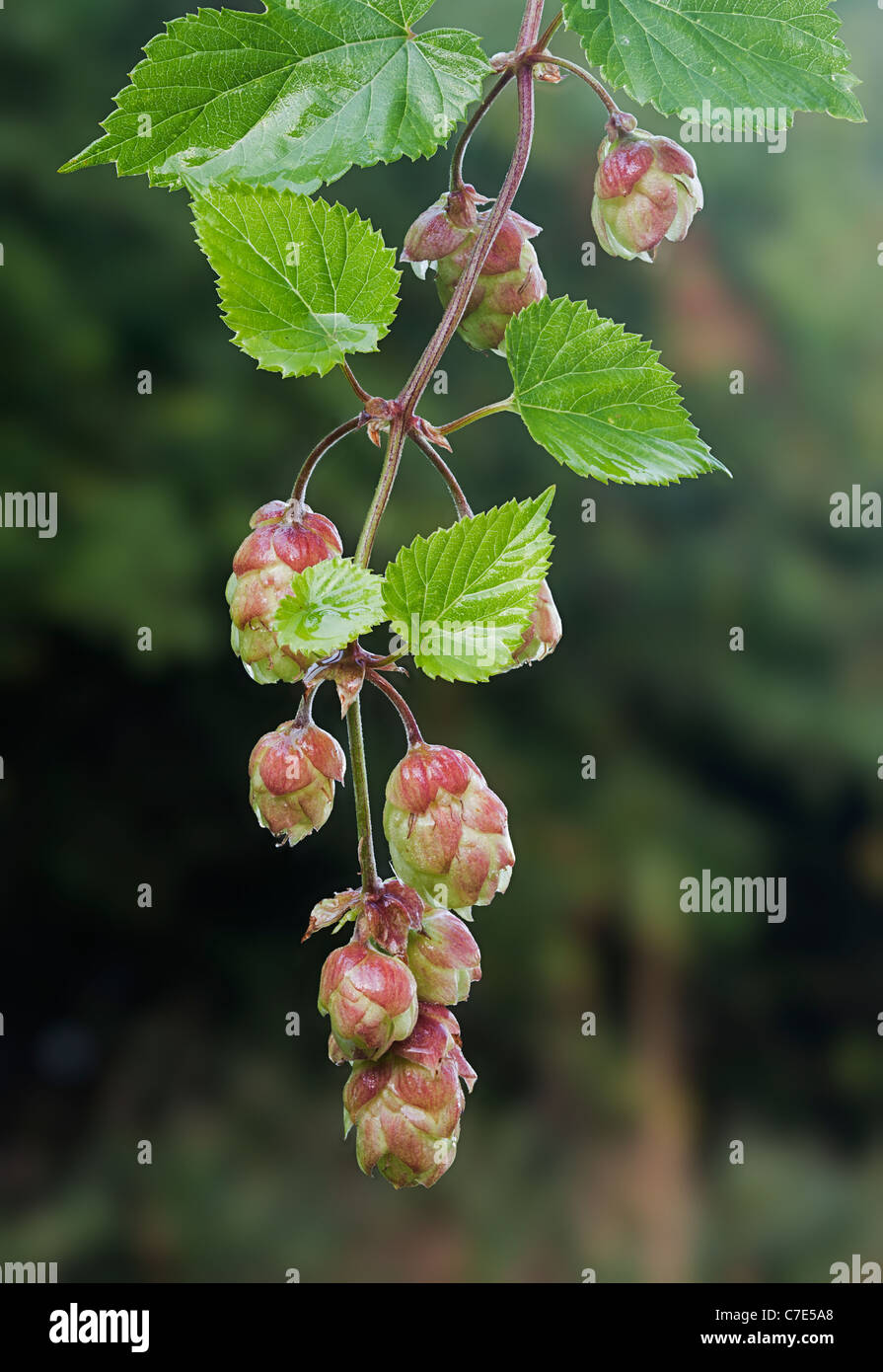 Hop Humulus lupulus fiori sulla vite Foto Stock Hop Humulus lupulus fiori sulla vite Foto Stock