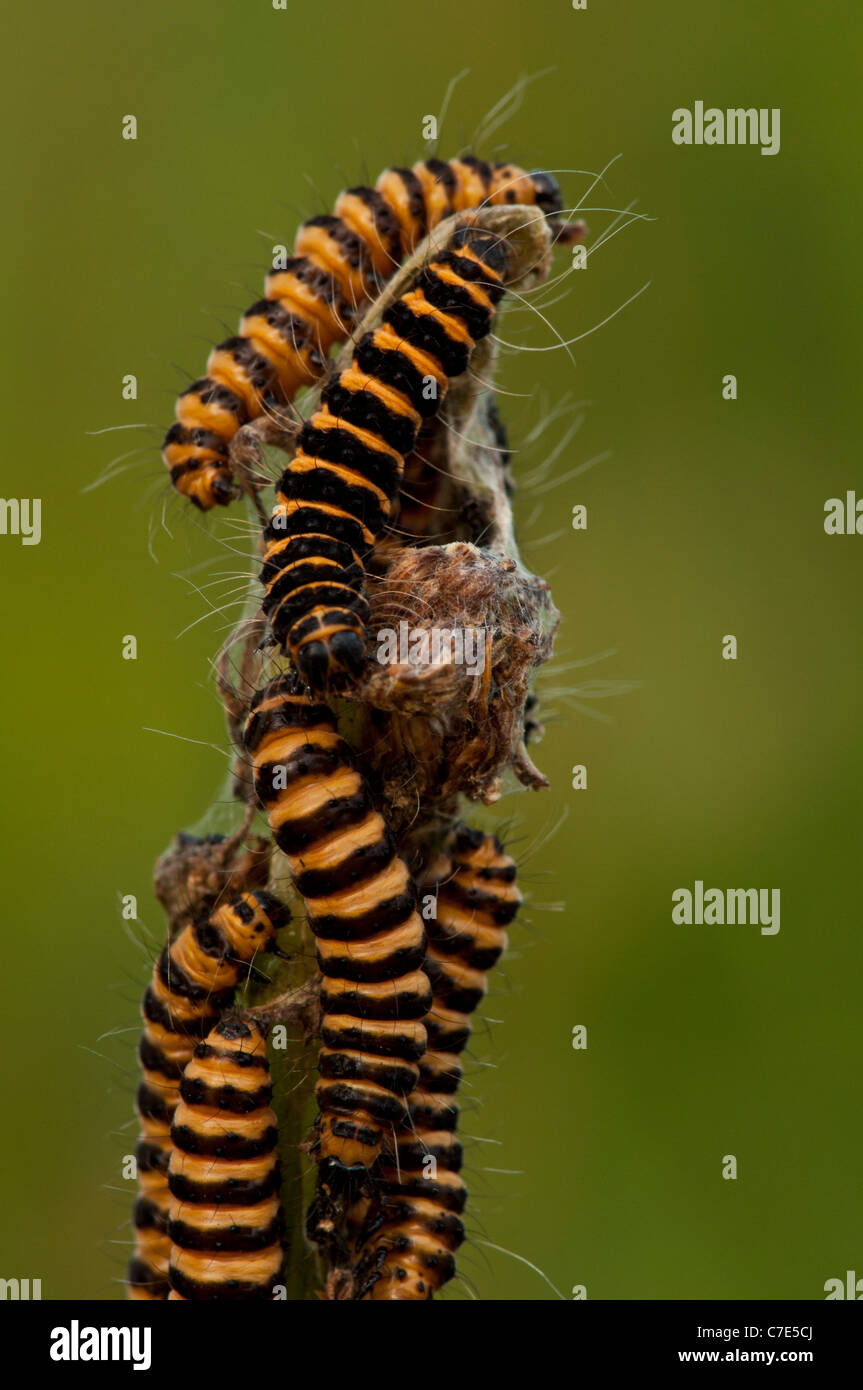 Il cinabro tarma (Tyria jacobaeae) caterpillar Foto Stock