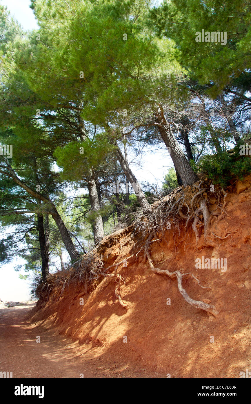 Foresta del pino mediterraneo via con radici di albero visualizzabile in Maiorca Foto Stock