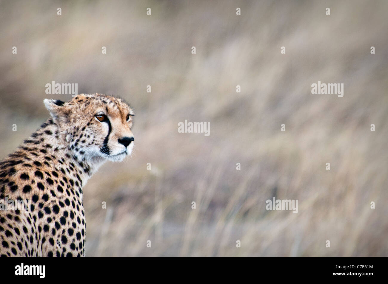 Cheetah, Acinonyx jubatus, in cerca di preda, il Masai Mara riserva nazionale, Kenya, Africa Foto Stock