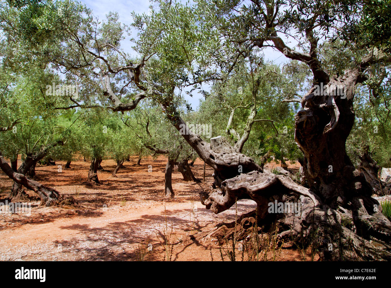 Olivi da Maiorca con rosso argilla del suolo da isole Baleari in Spagna Foto Stock