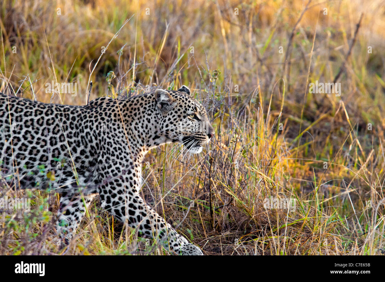Africa Profilo di Leopard, Passeggiate, Panthera pardus, il Masai Mara, Kenya, Africa Foto Stock