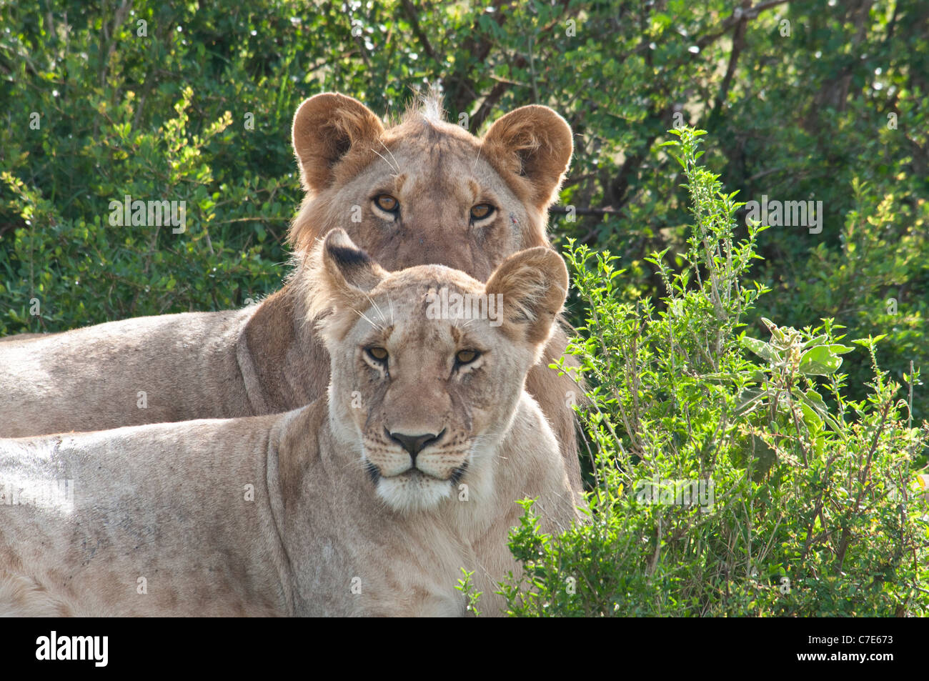 Due leoni africani, Sdraiati fianco a fianco, Panthera leo, Masai Mara riserva nazionale, Kenya, Africa Foto Stock