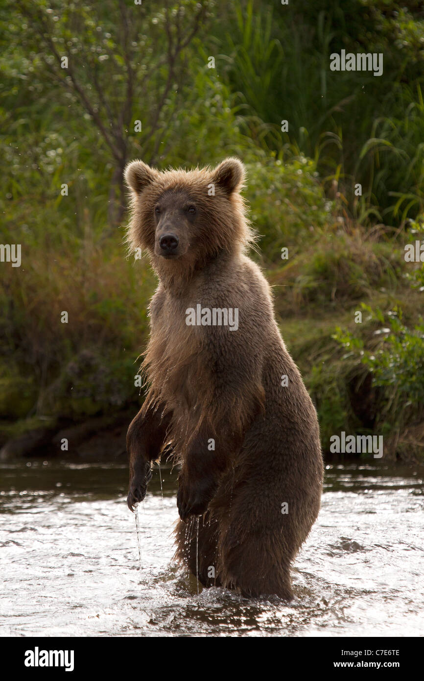 Brown Bear Cub, Ursus arctos in piedi nel fiume Foto Stock