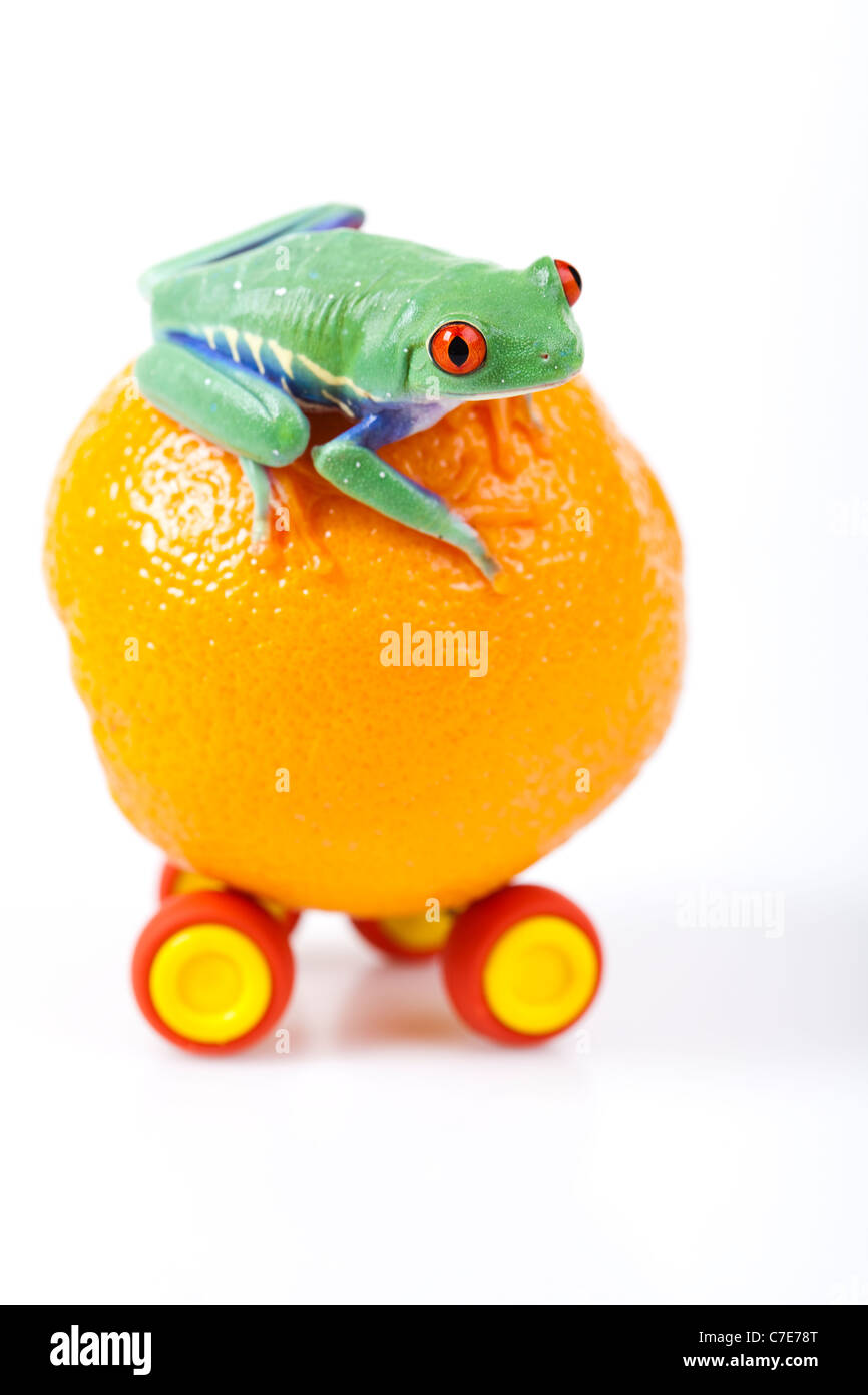 Rana su orange-car Foto Stock