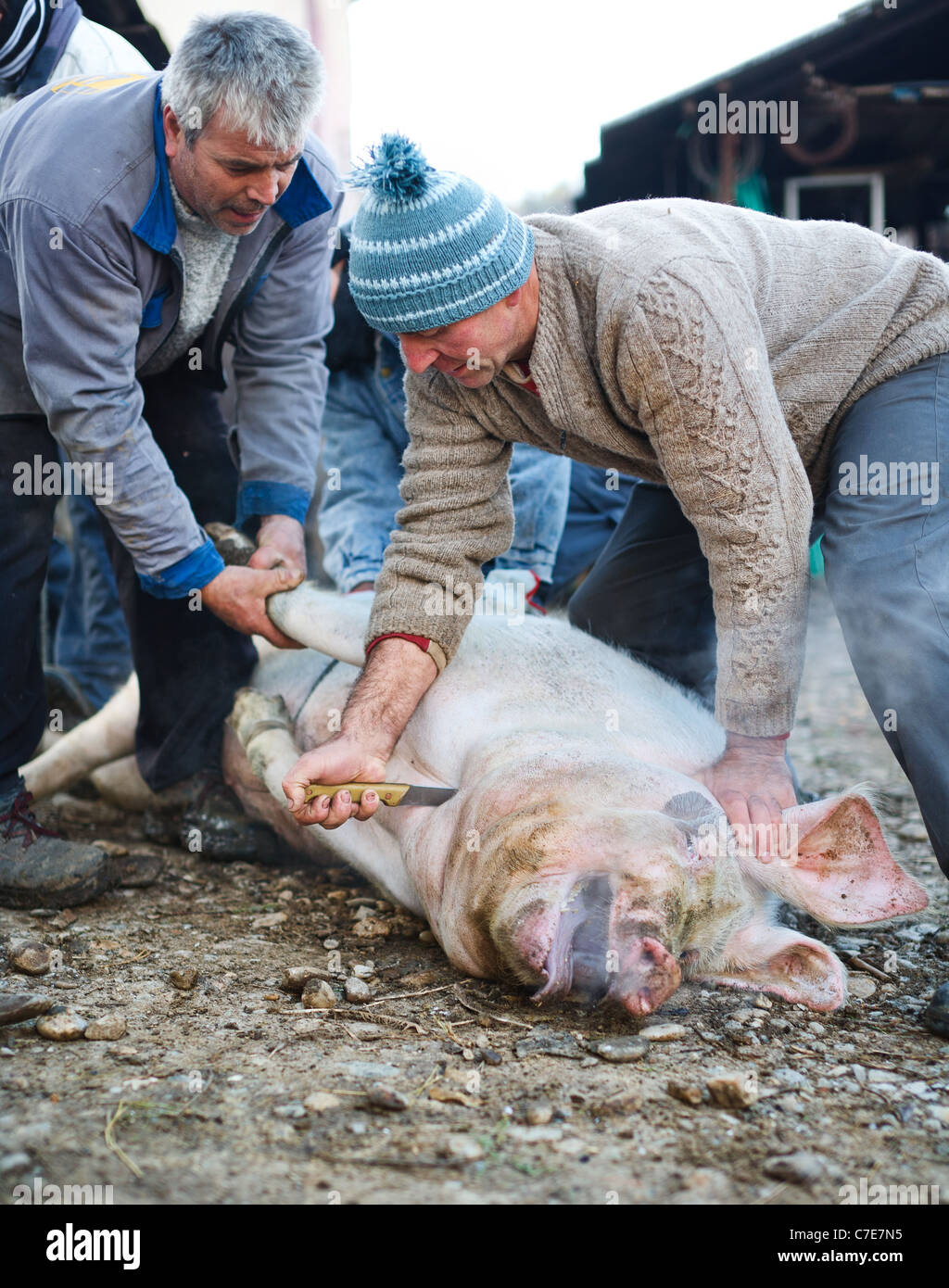 Uccisione del maiale Foto stock - Alamy