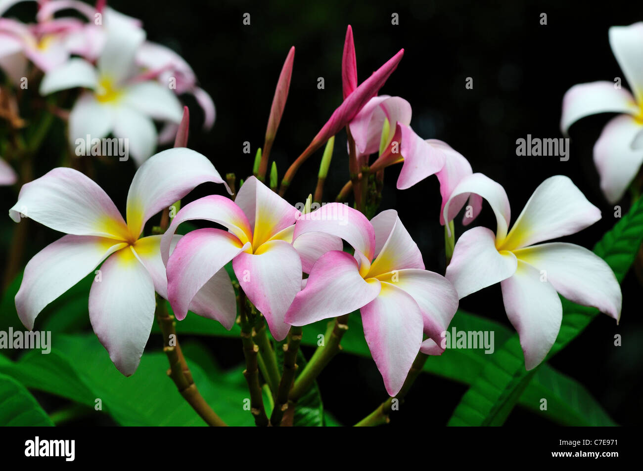 Fiori di colore rosa di plumeria. Foto Stock