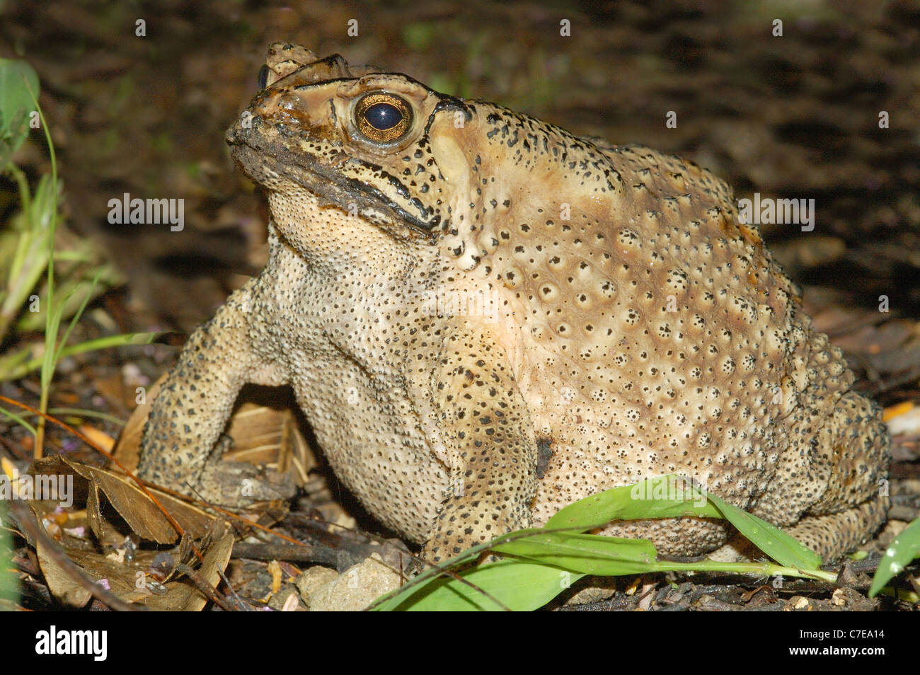 Piede gigante lungo il rospo asiatico sul Monte Doi Inthanon, Thailandia Foto Stock