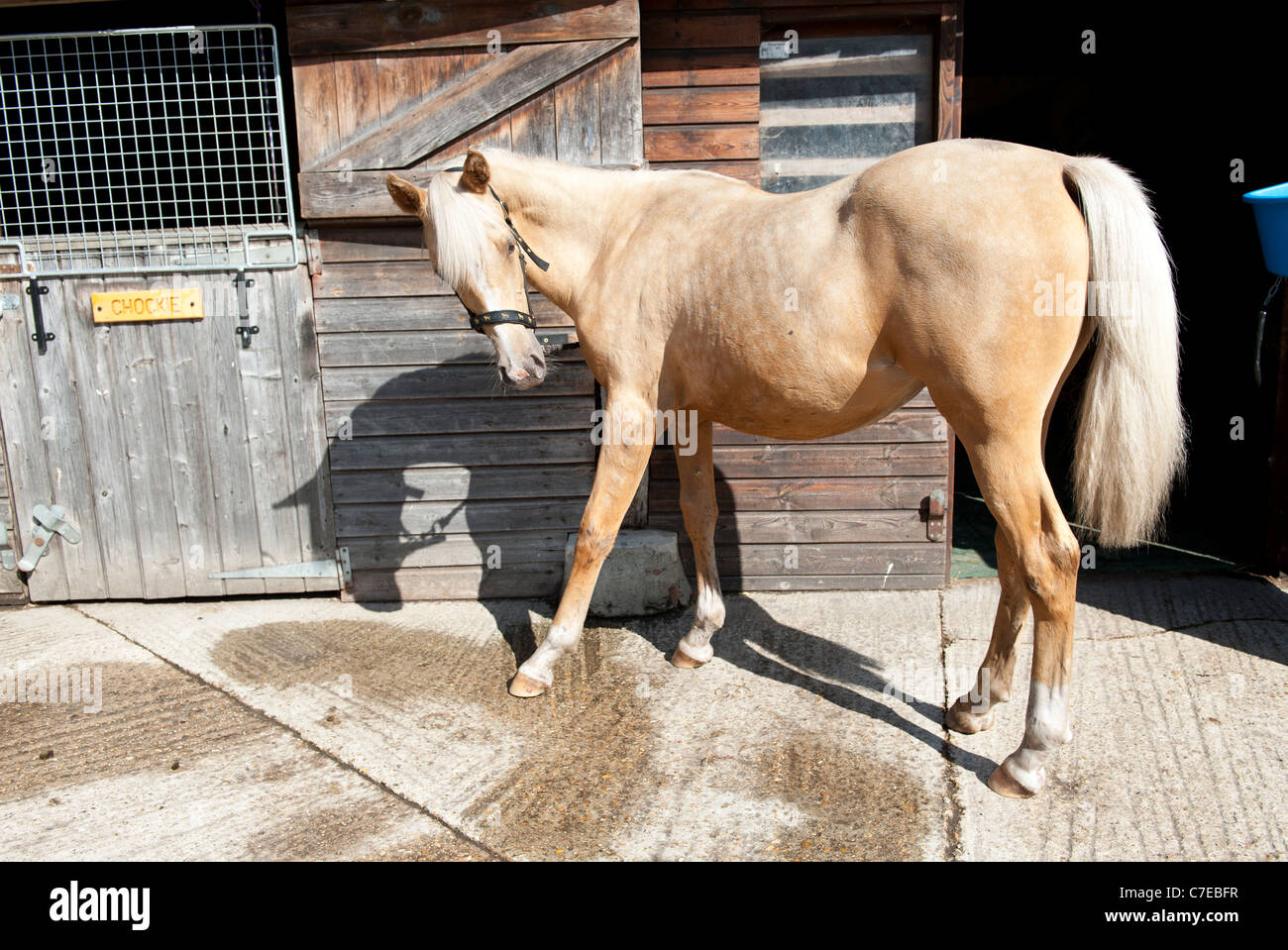 Pony in posa Foto Stock