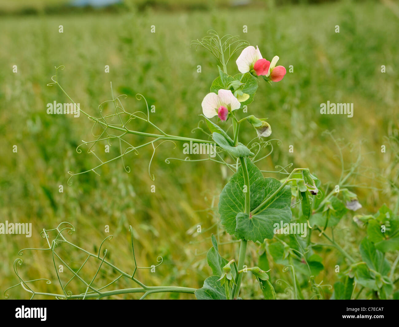 Pisello, Pisum sativum crescendo come una pianta infestante in un campo arabile. Foto Stock
