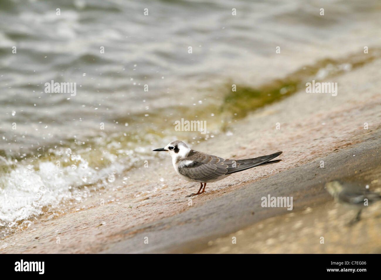 Nuovo record di ornitologica e una 1ST per la contea del Lincolnshire. AMERICAN BLACK TERN Chlidonias niger surinamensis Foto Stock