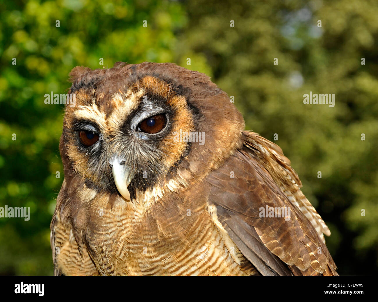 Marrone asiatica di gufo di legno Foto Stock