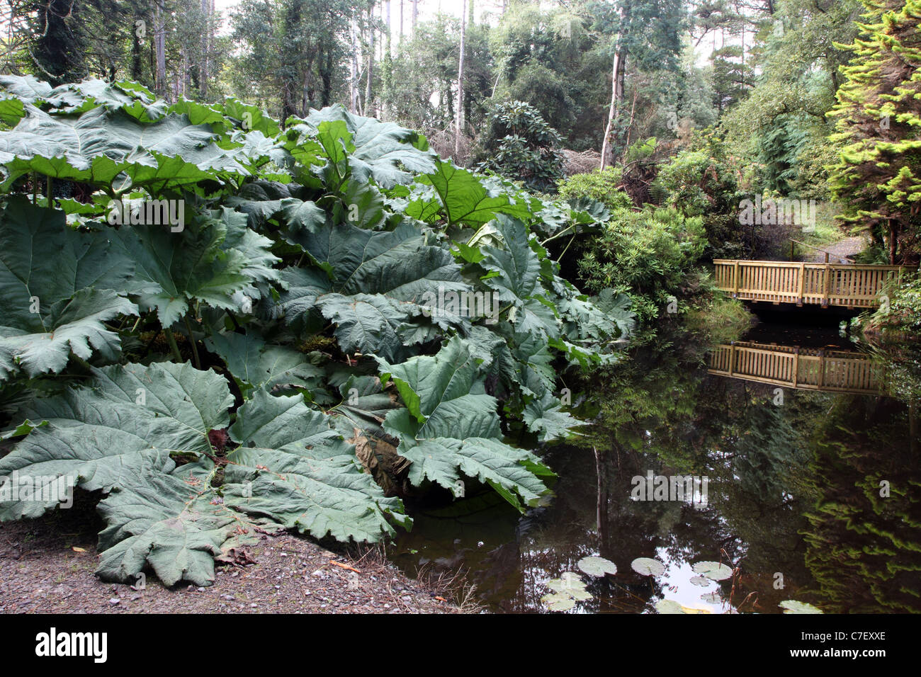 Kells Bay Gardens Gunnera stagno, Co. Kerry, Irlanda Foto Stock
