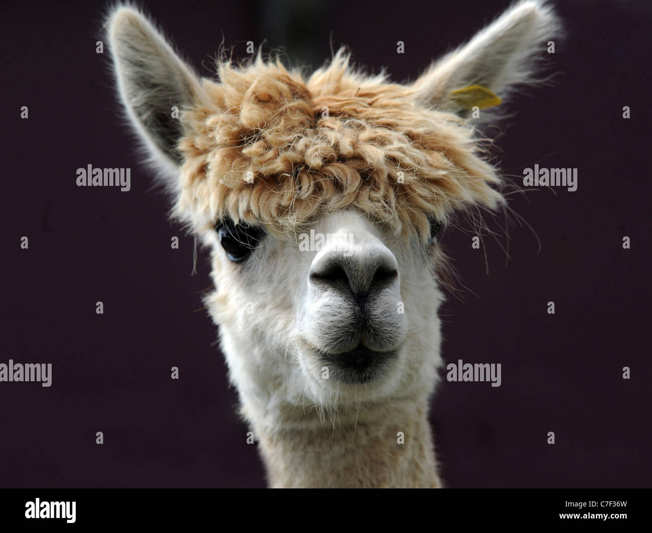 Un ritratto di un alpaca con una frangia di grandi dimensioni Foto Stock