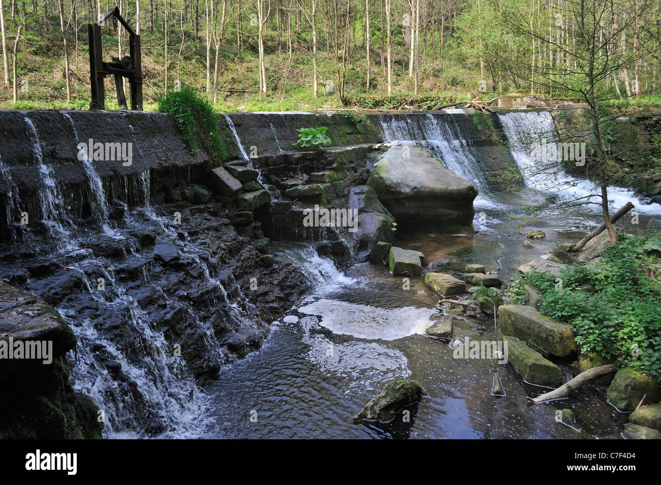 Weir sul flusso creazione di piccola cascata e offrendo ideale luogo di nidificazione per unione bianco-throated bilanciere (Cinclus cinclus) Foto Stock