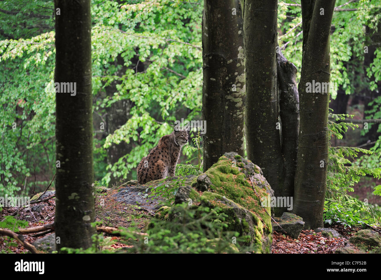 Eurasian (Lynx Lynx lynx) mimetizzata nel bosco di latifoglie, Foresta Bavarese, Germania Foto Stock