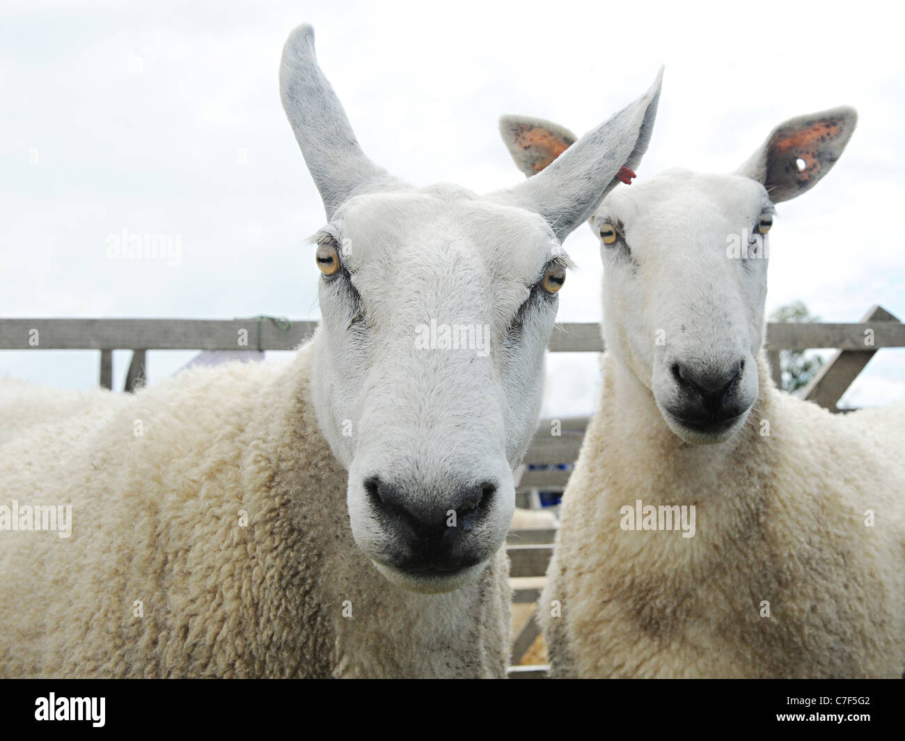 Due arrabbiato cercando bordo bianco leicester ovini Foto Stock