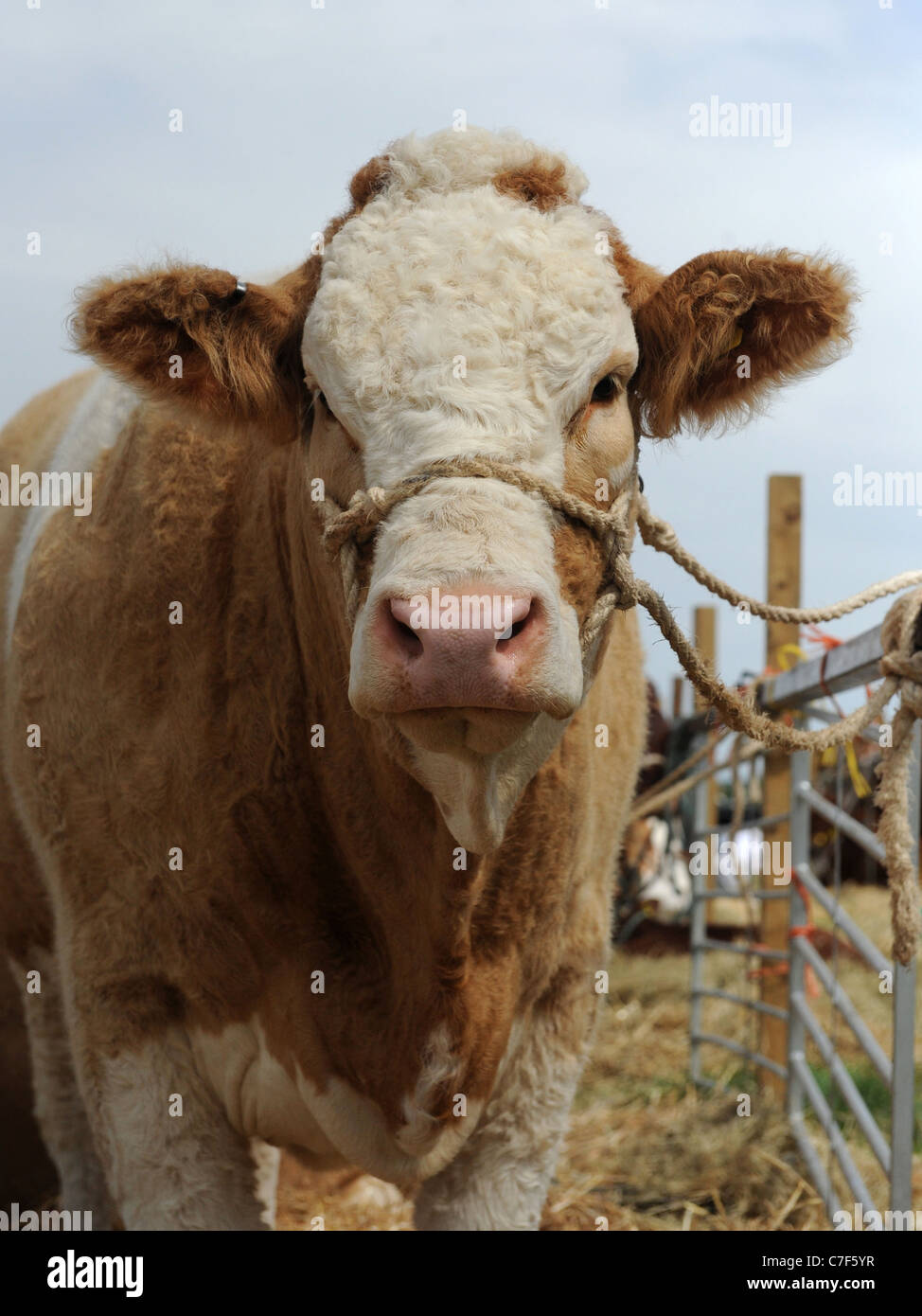 Un marrone e bianco bull indossando un cablaggio Foto Stock