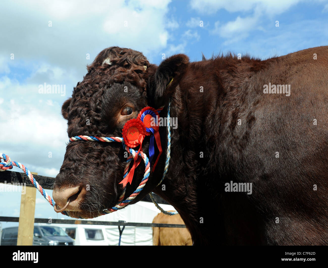 Una diffida cercando grande bull marrone che indossa in rosette Foto Stock