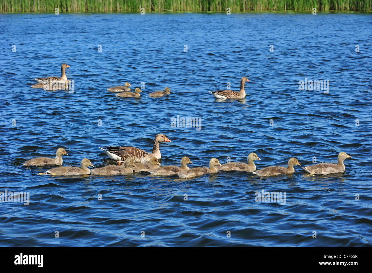 Graylag oche (Anser anser) coppia di nuoto con goslings in primavera, Paesi Bassi Foto Stock