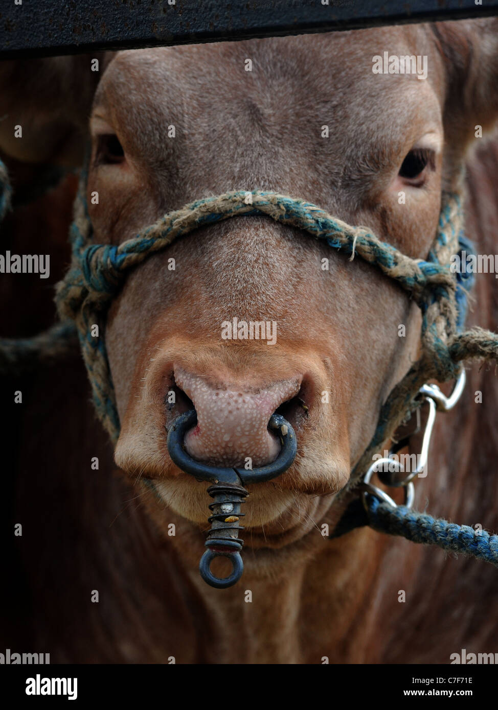Un marrone bull con un ferro grande naso anello Foto Stock